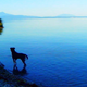 Image for article titled With Goodbye To Language 3D, Jean-Luc Godard reinvents a new medium